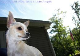 Bella, you may be gone, but never forgoten