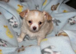 Hi I am Indy, Day NY
