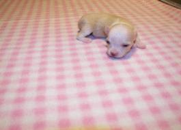 Peanut now lives with Erika in Amsterdam NY