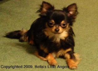 Chance,   NOT FOR SALE