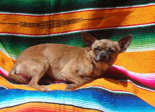 Tucker  NOT FOR SALE