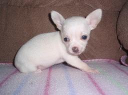 Meet Blanca