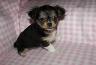 Penelope, Scotia, New York