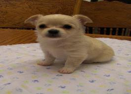 I am Sold, My name is Shorty